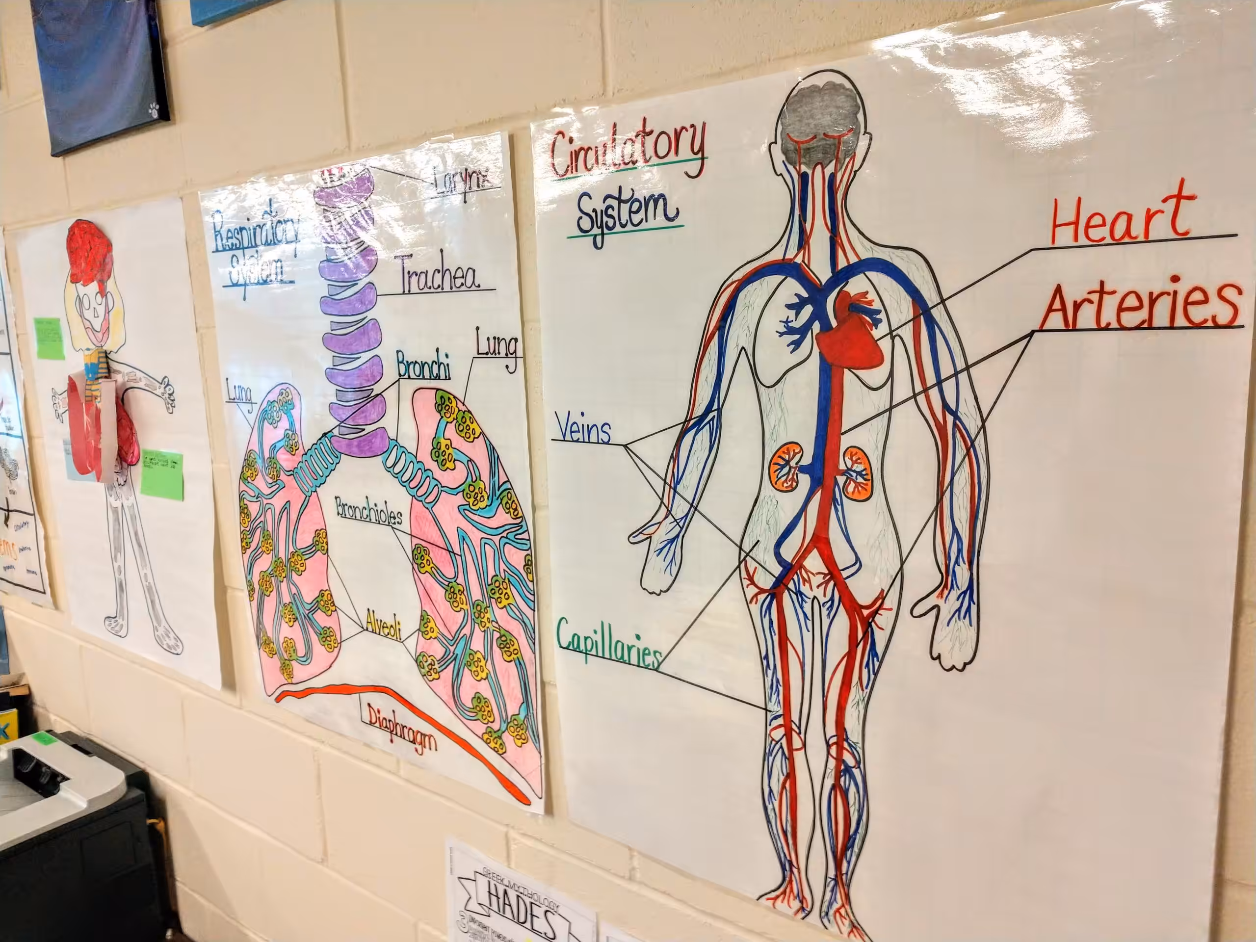 Using human body charts to create a science bulletin baord