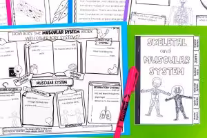 skeletal and muscular system lesson and activity