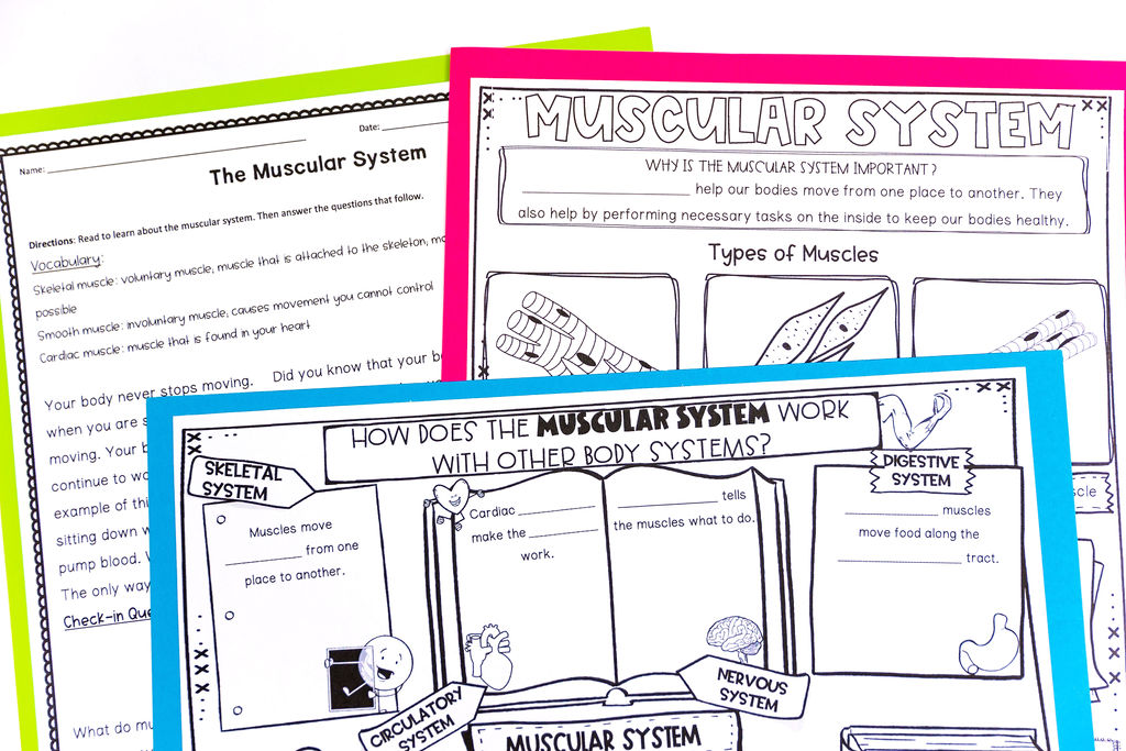 how to teach the skeletal and muscular system using graphic organizers