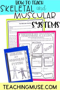 how to teach skeletal and muscular systems