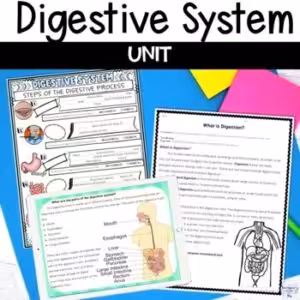 Digestive System Unit