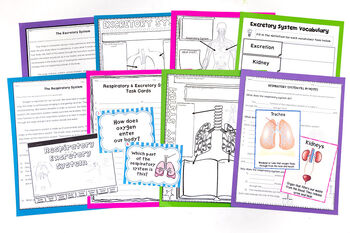 Respiratory and Excretory System Unit 3 Respiratory and Excretory System Unit - Image 3