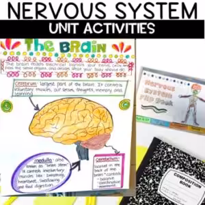 Nervous System Activities