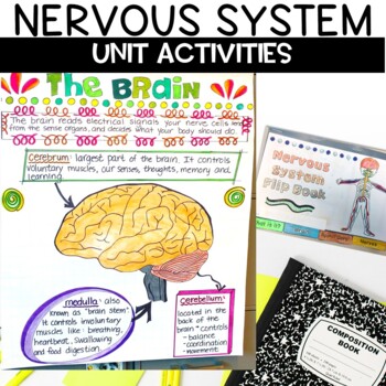 Nervous System Activities 1 Nervous System Activities