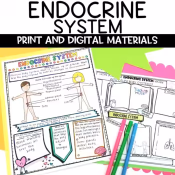 Endocrine System Activity 1 Endocrine System Activity