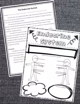Endocrine System Activity 3 Endocrine System Activity - Image 3