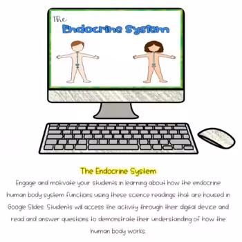 Endocrine System Activity 4 Endocrine System Activity - Image 4