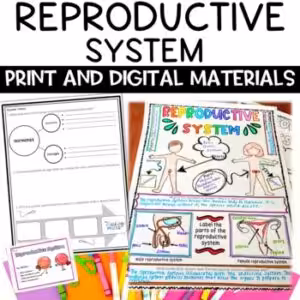 Reproductive Human Body System Activity