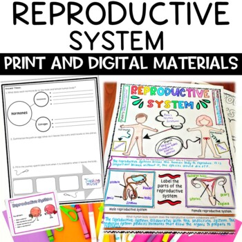 Reproductive Human Body System Activity 1 Reproductive Human Body System Activity