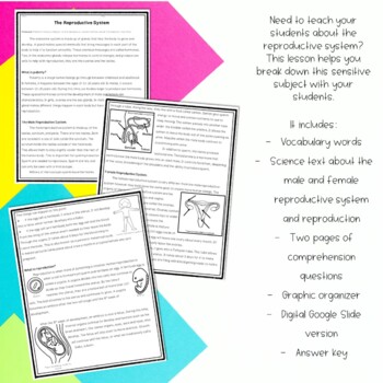 Reproductive Human Body System Activity 2 Reproductive Human Body System Activity - Image 2