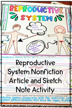 Reproductive Human Body System Activity 3 Reproductive Human Body System Activity - Image 3