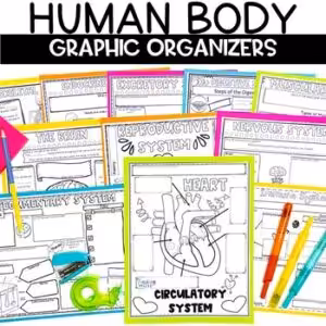 Human Body Systems Review Worksheets Graphic Organizers 5th 6th 7th Grade
