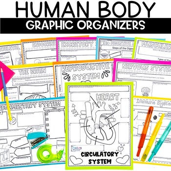 Human Body Systems Review Worksheets Graphic Organizers 5th 6th 7th Grade 1 Human Body Systems Review Worksheets Graphic Organizers 5th 6th 7th Grade