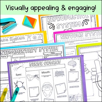 Human Body Systems Review Worksheets Graphic Organizers 5th 6th 7th Grade 4 Human Body Systems Review Worksheets Graphic Organizers 5th 6th 7th Grade - Image 4