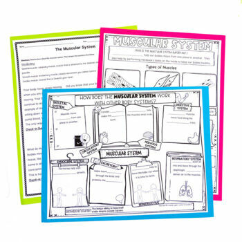 Skeletal and Muscular System Unit 2 Skeletal and Muscular System Unit - Image 2