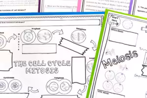 Differences between mitosis and meiosis