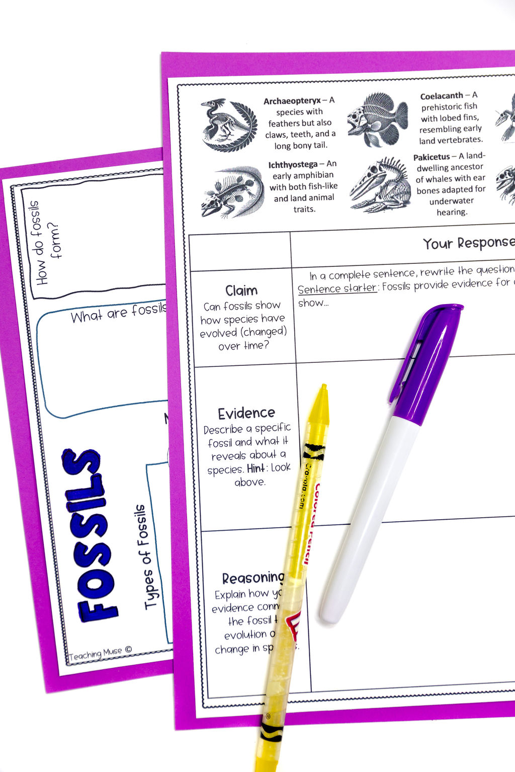 Using the CER method to demonstrate knowledge of fossils and extinction when to teach earth science