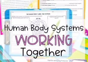 Human body systems working together