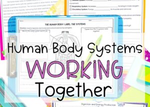 HUman body systems working together