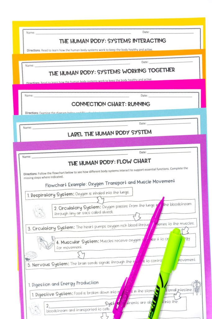 Human body systems work together