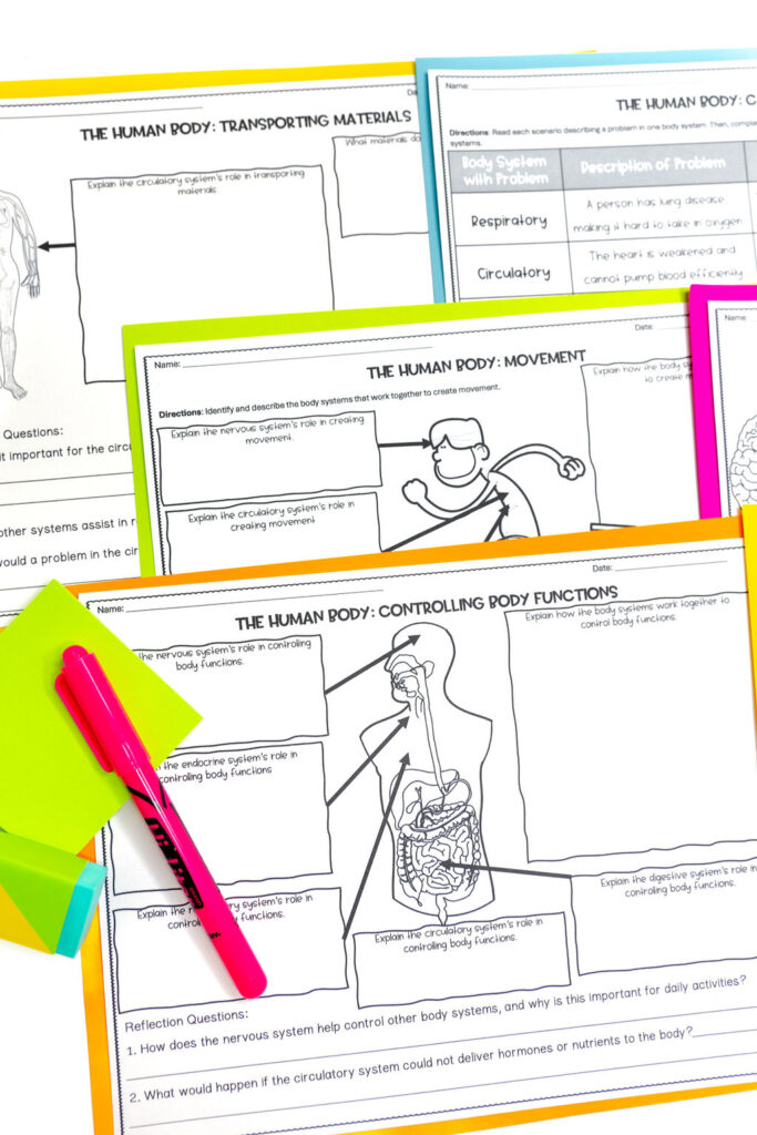 human body systems working together