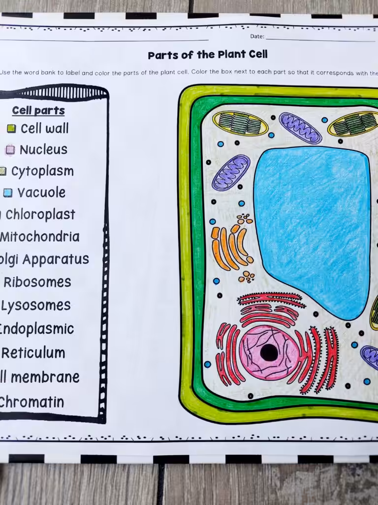 plant and animal cells worksheets